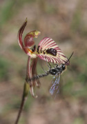 Caladenia cairnsiana - Zebra Orchid