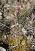 Caladenia cairnsiana - Zebra Orchid