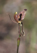 Caladenia cairnsiana - Zebra Orchid