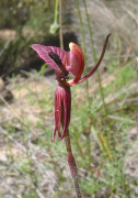 Caladenia cairnsiana - Zebra Orchid