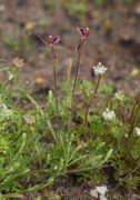 Caladenia cairnsiana - Zebra Orchid