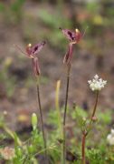 Caladenia cairnsiana - Zebra Orchid