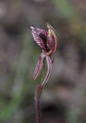 Caladenia cairnsiana - Zebra Orchid