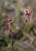 Caladenia cairnsiana - Zebra Orchid