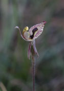 Caladenia cairnsiana - Zebra Orchid