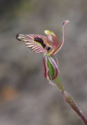 Caladenia cainsiana - Zebra Orchid