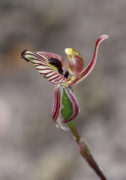 Caladenia cainsiana - Zebra Orchid
