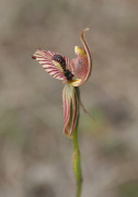 Caladenia cairnsiana - Zebra Orchid