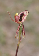 Caladenia cairnsiana - Zebra Orchid