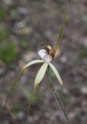 Caladenia uliginosa subsp. candicans - Northern Darting Spider Orchid