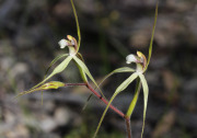 Caladenia uliginosa subsp. candicans - Northern Darting Spider Orchid