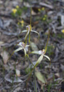 Caladenia uliginosa subsp. candicans - Northern Darting Spider Orchid