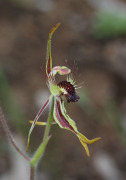 Caladenia corynephora - Club-lipped Spider Orchid