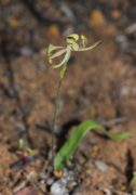 Caladenia bryceana subsp. cracens - Northern Dwarf Spider Orchid