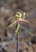 Caladenia bryceana subsp. cracens - Northern Dwarf Spider Orchid