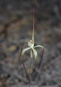 Caladenia dimidia - Chameleon Orchid