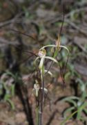 Caladenia dimidia - Chameleon Orchid