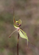 Caladenia doutchiae - Purple-veined Spider Orchid