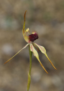 Caladenia ensata - Stumpy Spider Orchid
