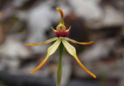 Caladenia ensata - Stumpy Spider Orchid