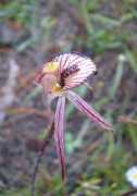Caladenia x ericksoniae - Prisoner Orchid