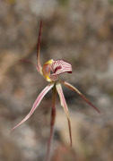 Caladenia x ericksoniae - Prisoner Orchid