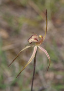 Caladenia x ericksoniae - Prisoner Orchid