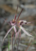 Caladenia x ericksoniae - Prisoner Orchid