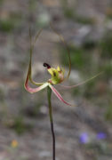 Caladenia falcata - Green Spider Orchid