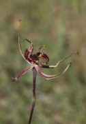 Caladenia falcata x barbarossa - Green Dragon Orchid
