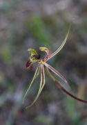 Caladenia falcata x barbarossa - Green Dragon Orchid