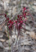 Caladenia filifera - Blood Spider Orchid