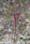 Caladenia filifera - Blood Spider Orchid