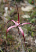 Caladenia fluvialis - Brookton Highway Spider Orchid