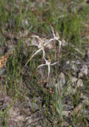 Caladenia fluvialis - Brookton Highway Spider Orchid