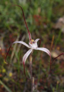 Caladenia fluvialis - Brookton Highway Spider Orchid