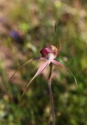 Caladenia georgei - Tuart Spider Orchid