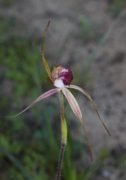 Caladenia georgei - Tuart Spider Orchid