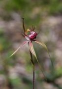 Caladenia georgei - Tuart Spider Orchid