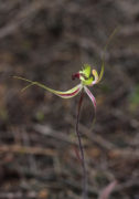 Caladenia attingens subsp. gracillima - Small Mantis Orchid