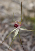 Caladenia heberleana - Heberles' Spider Orchid