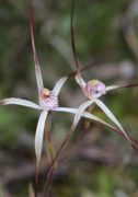 Caladenia hiemalis - Dwarf Common Spider Orchid