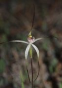 Caladenia hiemalis - Dwarf Common Spider Orchid