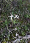 Caladenia hiemalis - Dwarf Common Spider Orchid