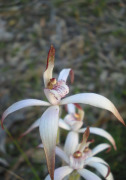 Caladenia hirta subsp. hirta - Sugar Candy Orchid