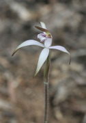 Caladenia hirta subsp. hirta - Sugar Candy Orchid