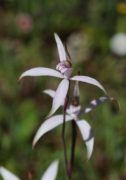 Caladenia hirta - Sugar Candy Orchid