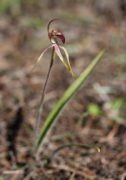 Caladenia hoffmanii - Hoffman's Spider Orchid