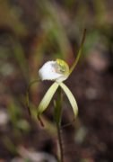 Caladenia hopperiana - Quindanning Spider Orchid