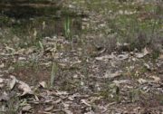 Caladenia hopperiana - Quindanning Spider Orchid